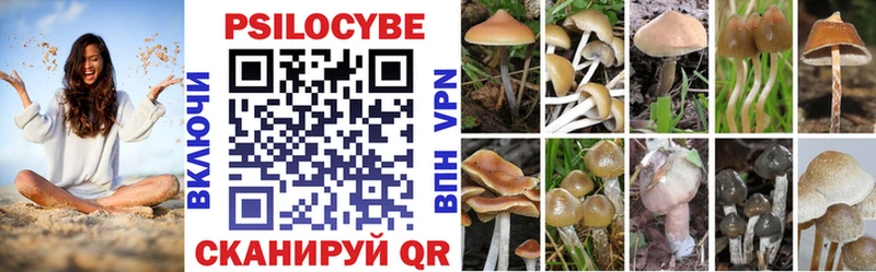 Псилоцибиновые грибы Psilocybe  Невельск 